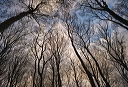 Filigree